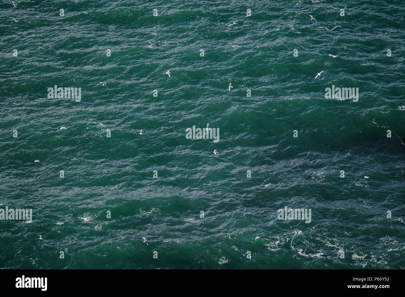 Fulmars settentrionale Foto Stock