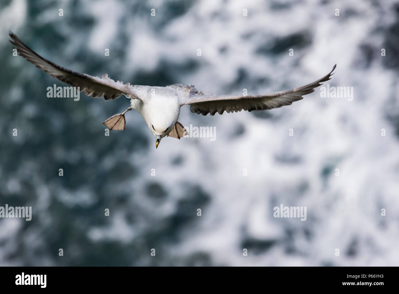 Fulmarus glacialis Foto Stock