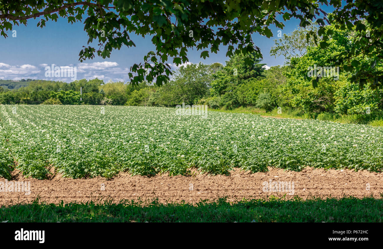 Dettaglio di un campo in Bridgehampton NY Foto Stock