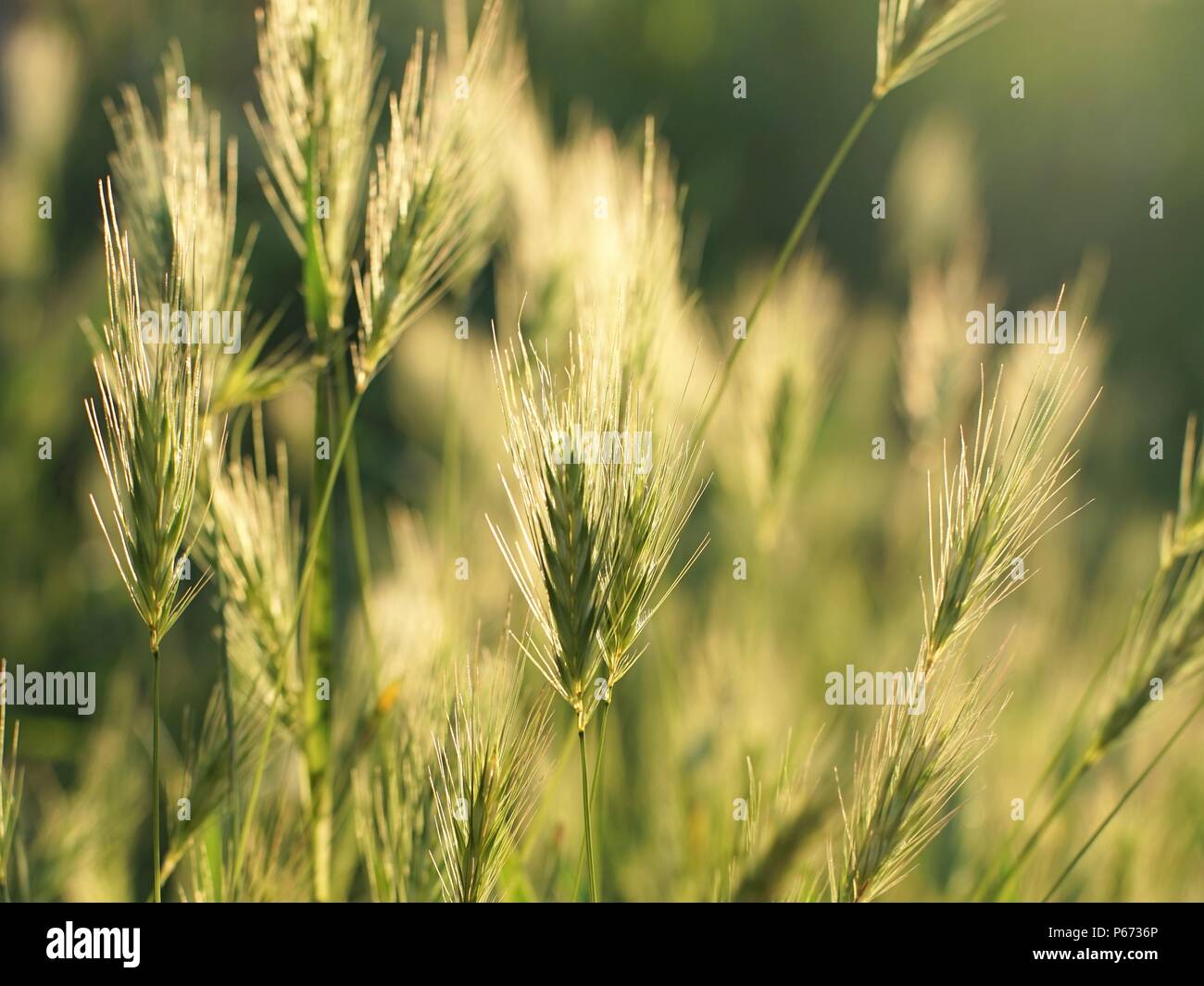 Le orecchie di erba coperto con il sole al tramonto Foto Stock