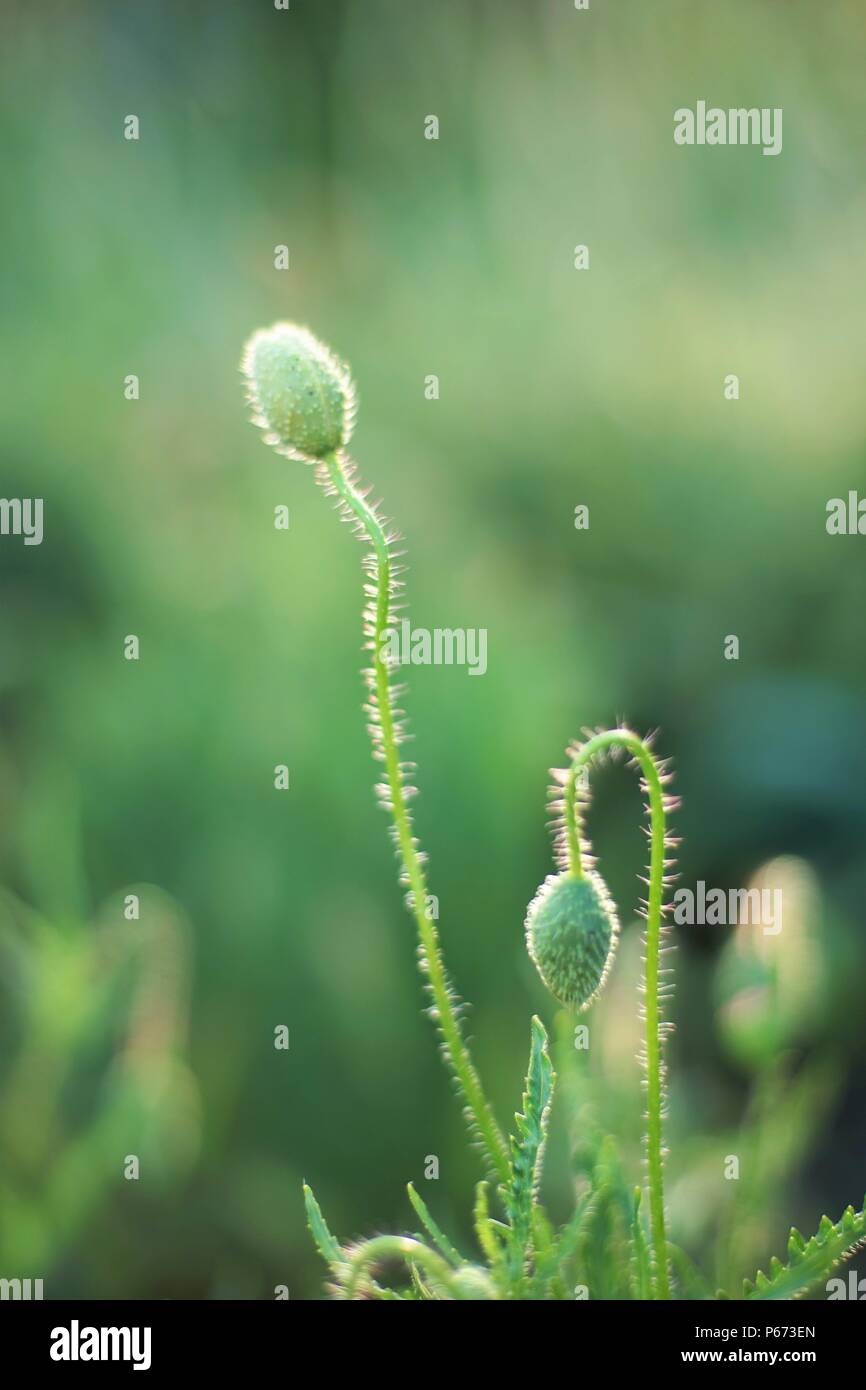 Chiuso germogli verdi di papaveri su sfondo verde Foto Stock