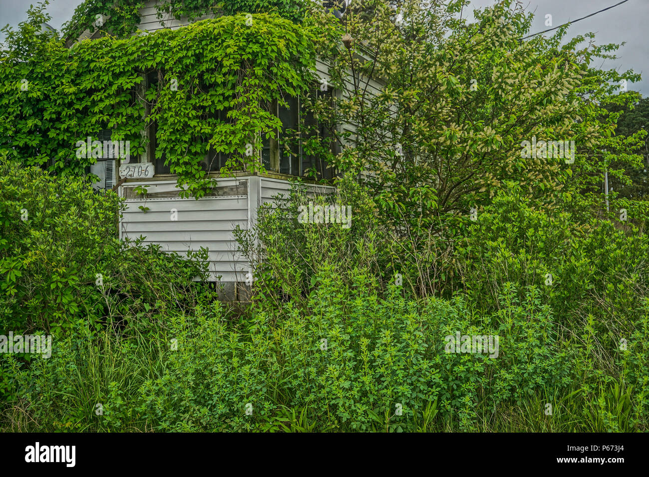 Greenbackville, Virginia, Stati Uniti d'America: una casa abbandonata coperto di edera vicino al lungomare in Greenbackville, Accomack County, Virginia. Foto Stock