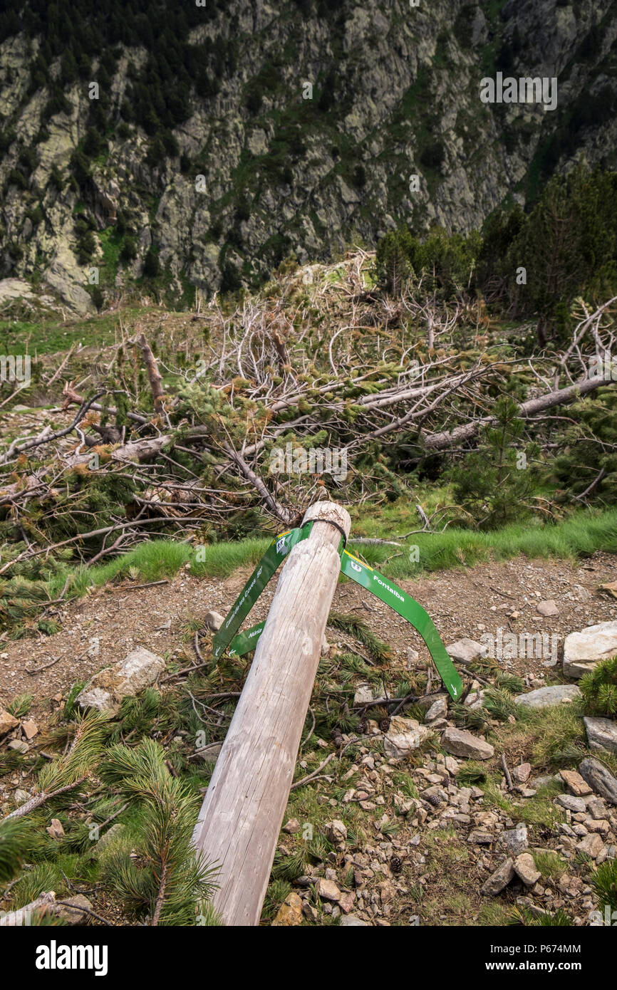 Danni sulle piste al di sopra della Vall di Nuria causati da valanghe invernali abbattendo tutto nel loro percorso tra cui alberi di pino e a piedi i segni, P Foto Stock