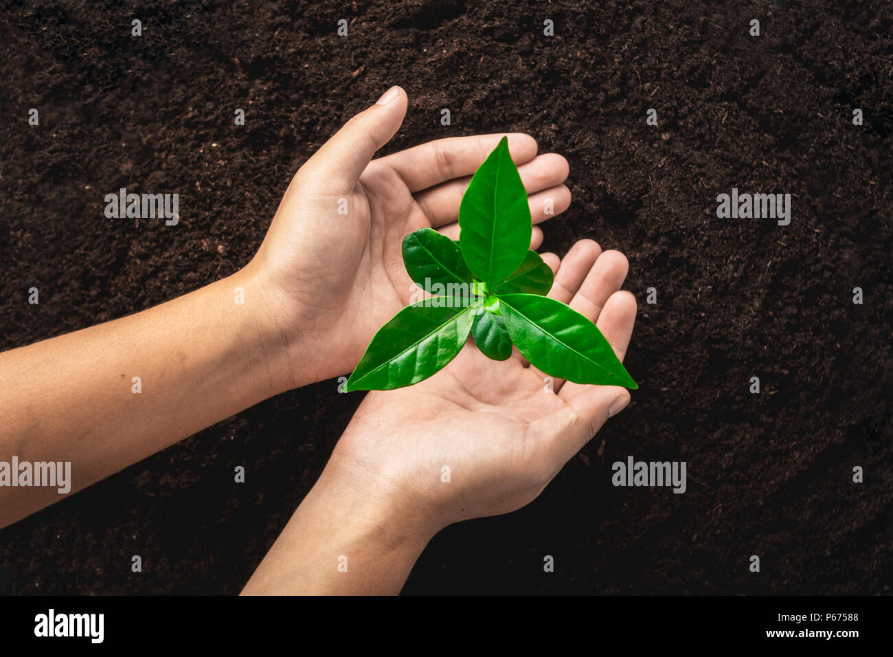 La piantumazione di alberi,mano umana proteggere l'albero in un buon terreno,foglia verde albero di caffè Foto Stock