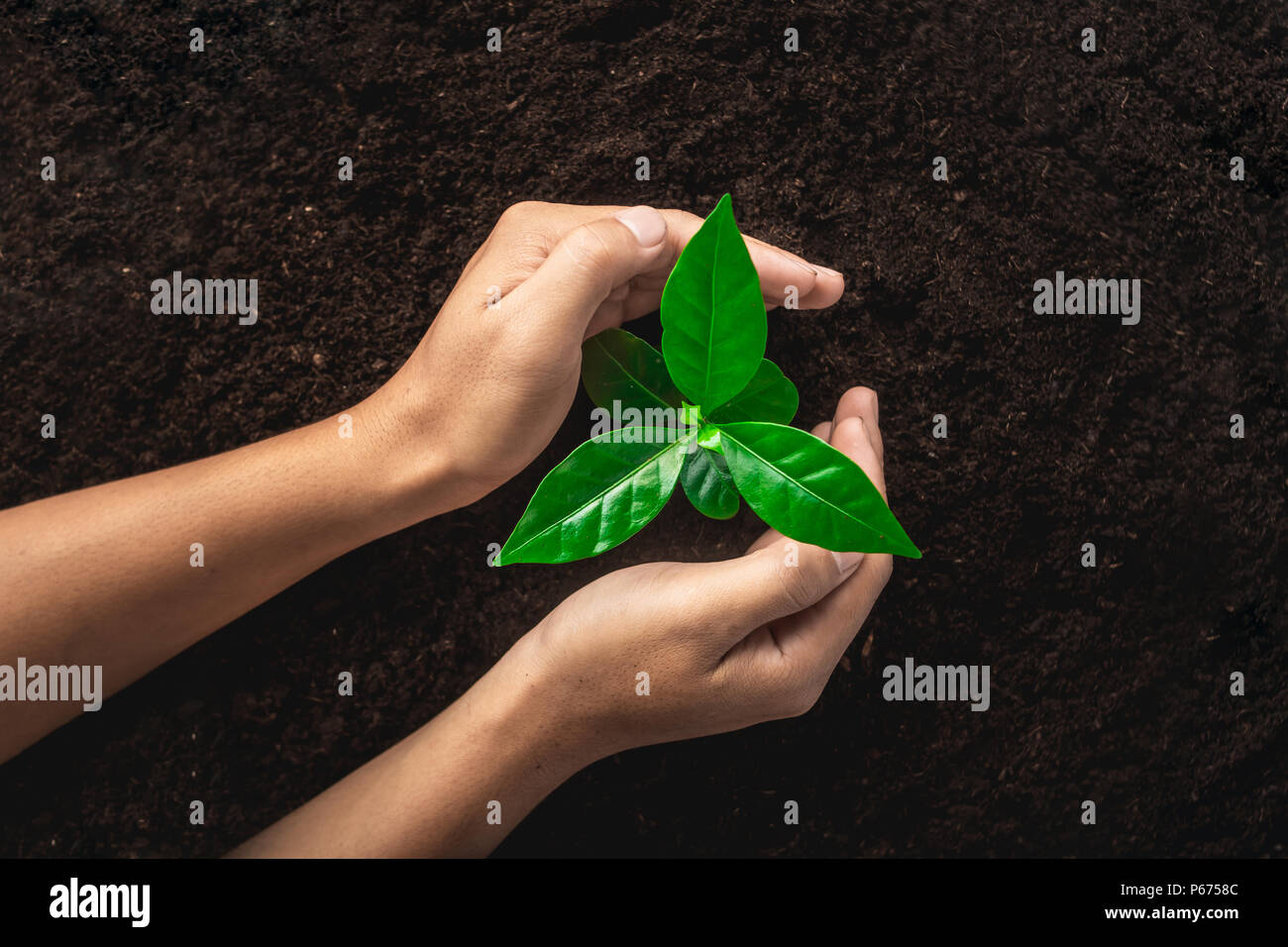 La piantumazione di alberi,mano umana proteggere l'albero in un buon terreno,foglia verde albero di caffè Foto Stock