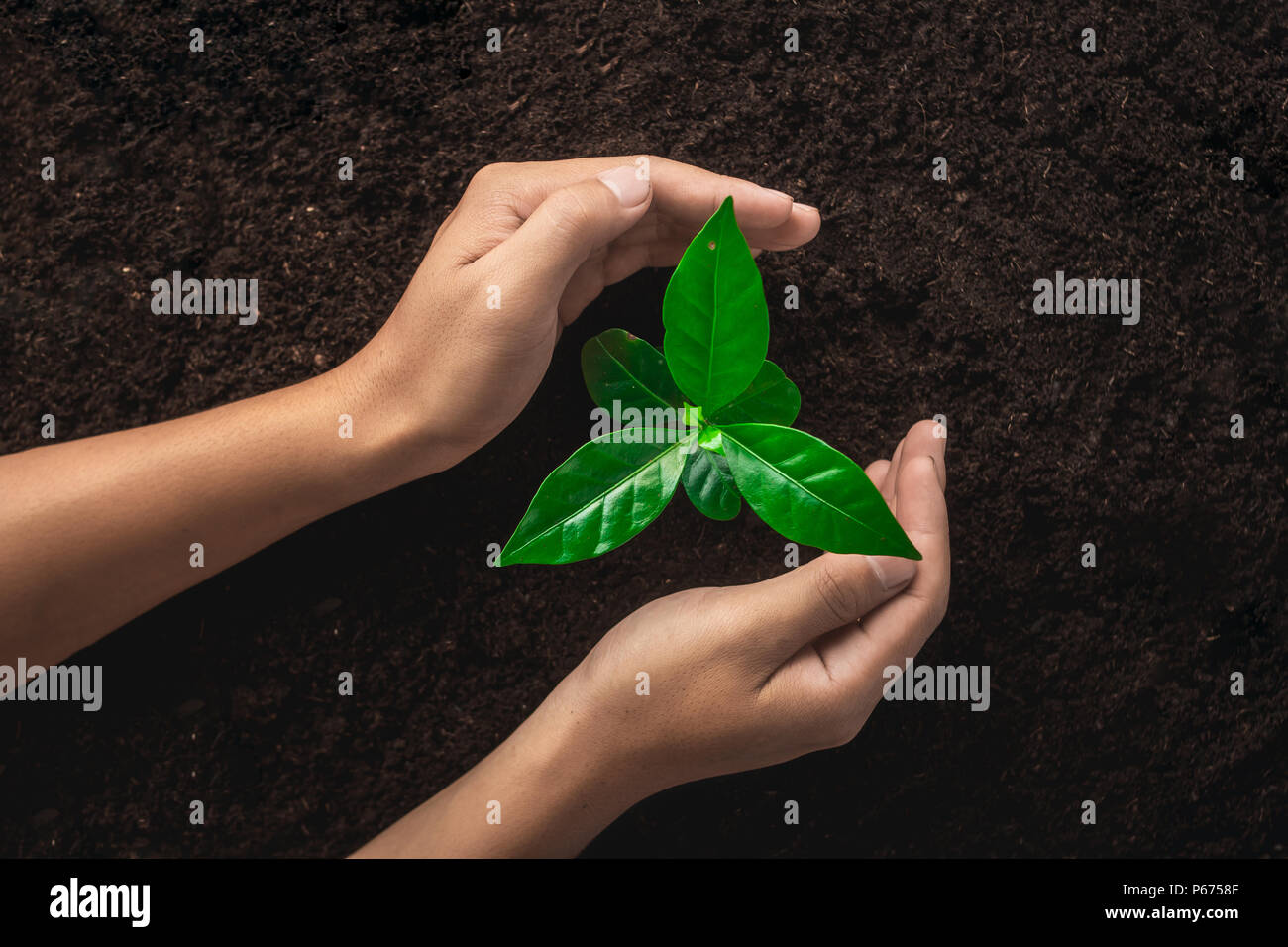 La piantumazione di alberi,mano umana proteggere l'albero in un buon terreno,foglia verde albero di caffè Foto Stock