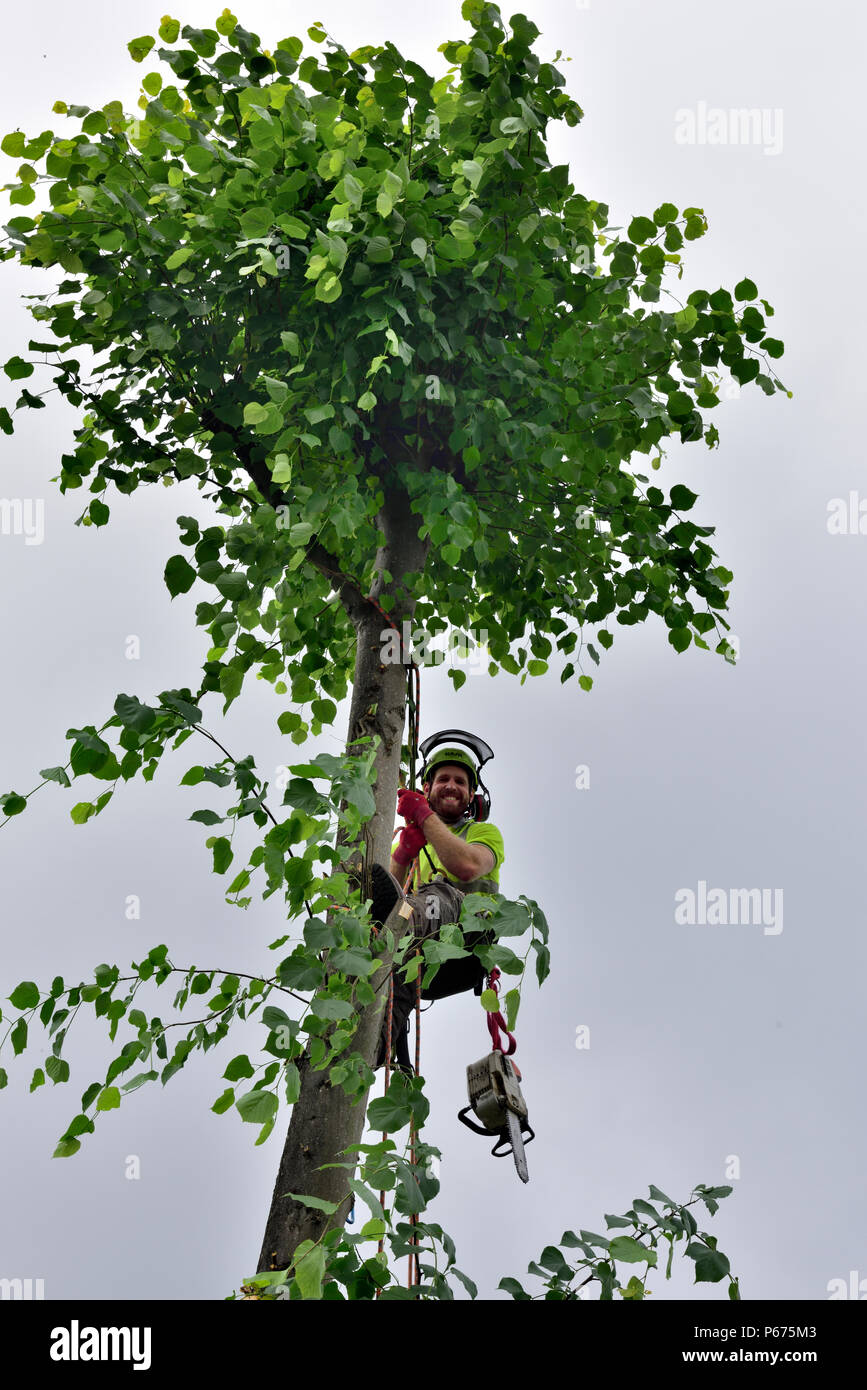 Chirurgo Struttura con protezione di sicurezza e ingranaggio chainsaw fino sul tronco del tiglio essendo tagliato in basso Foto Stock