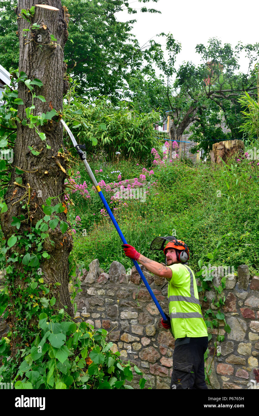 Tree chirurgo rami a fresare a mano sega off Lime Tree che è in corso di preparazione per il taglio di legname Foto Stock