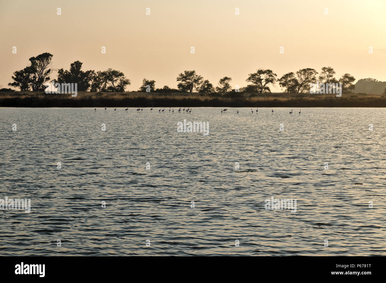 Sale stagni di evaporazione situato nel Ria Formosa riserva naturale, un ottimo posto per individuare uccelli come i fenicotteri in questa foto. Ludo, Algarve, PORTOGALLO Foto Stock