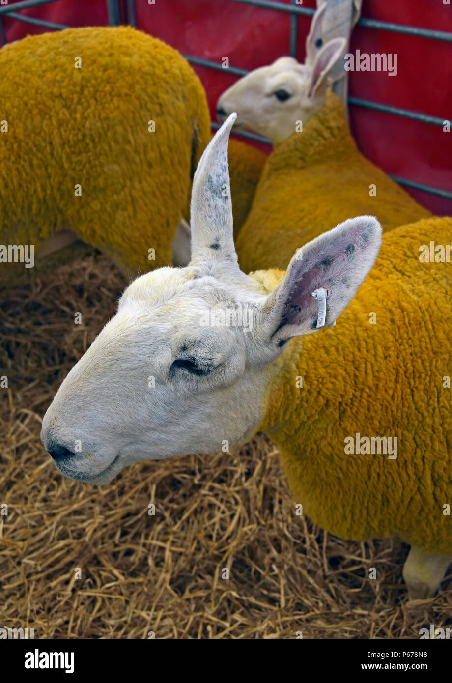 Border Leicester pecore nella penna. Royal Highland Show 2018, Ingliston, Edimburgo, Scozia, Regno Unito, Europa. Foto Stock