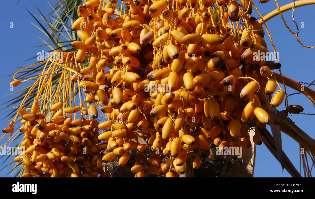 Datteri freschi da un albero di palma in Turchia Foto stock - Alamy