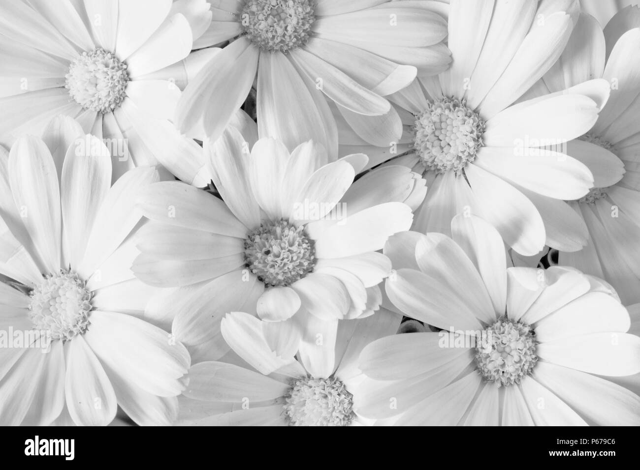 Gruppo di Calendula officinalis fiori convertito in bianco e nero Foto Stock