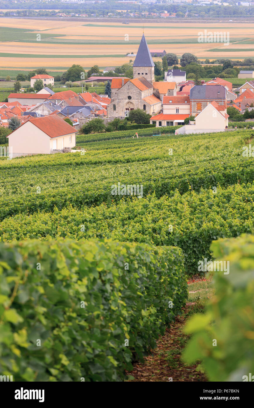Vigneti Sacy Reims Marne Grand Est Francia Foto Stock