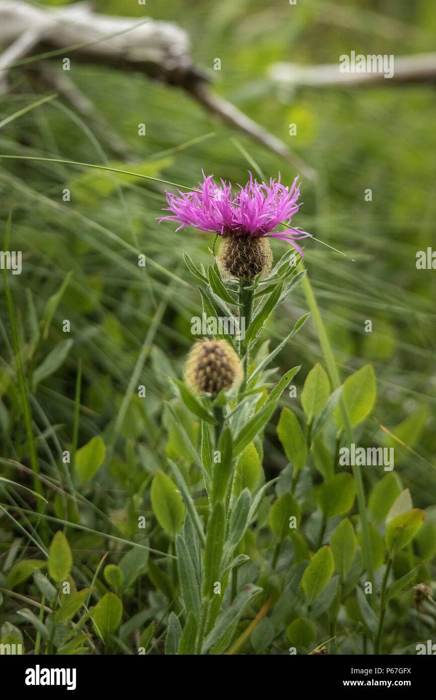 Fiori di montagna delle Alpi Foto Stock
