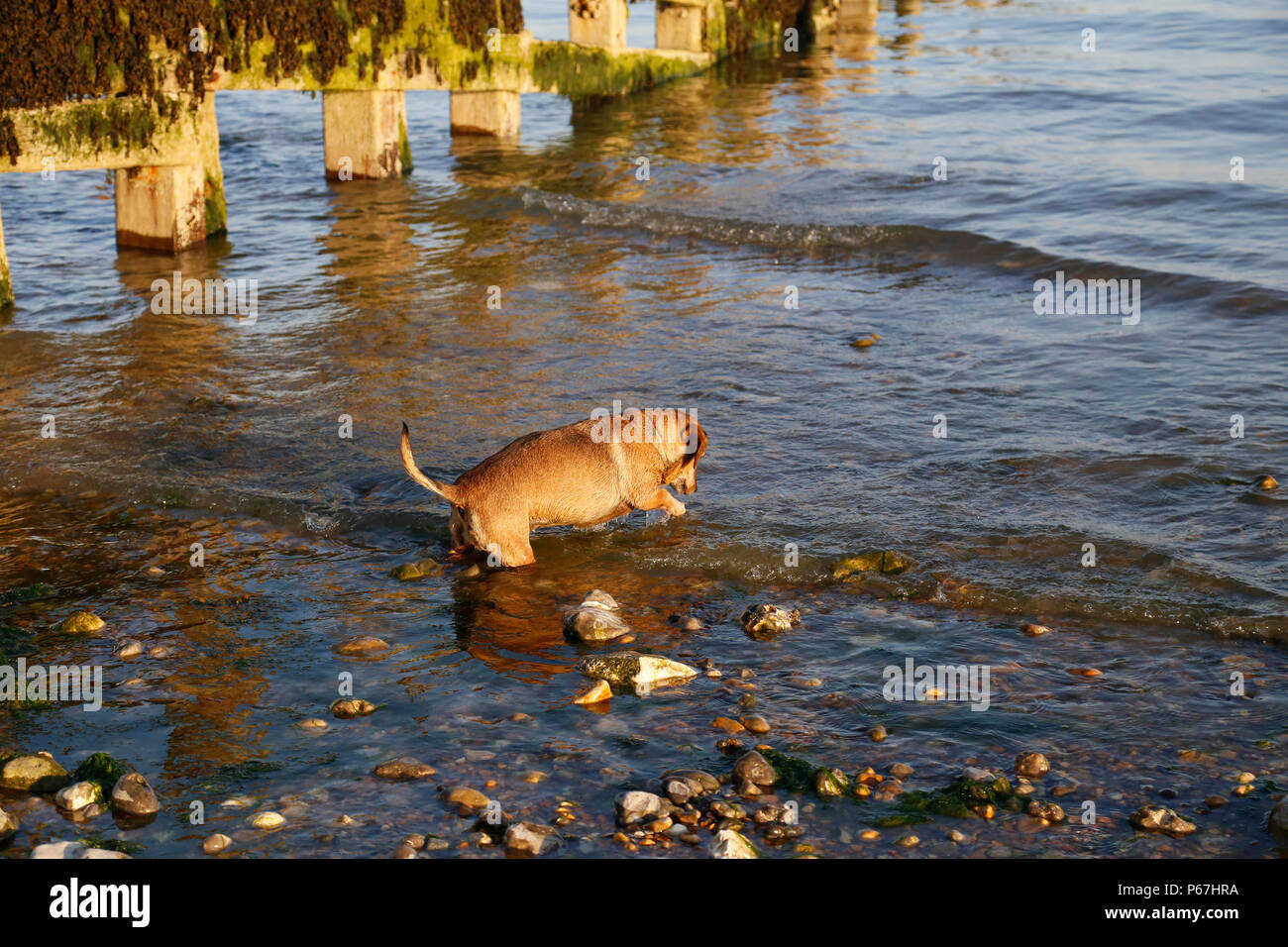 Piccolo Cane giocando con i ciottoli in mare Foto Stock