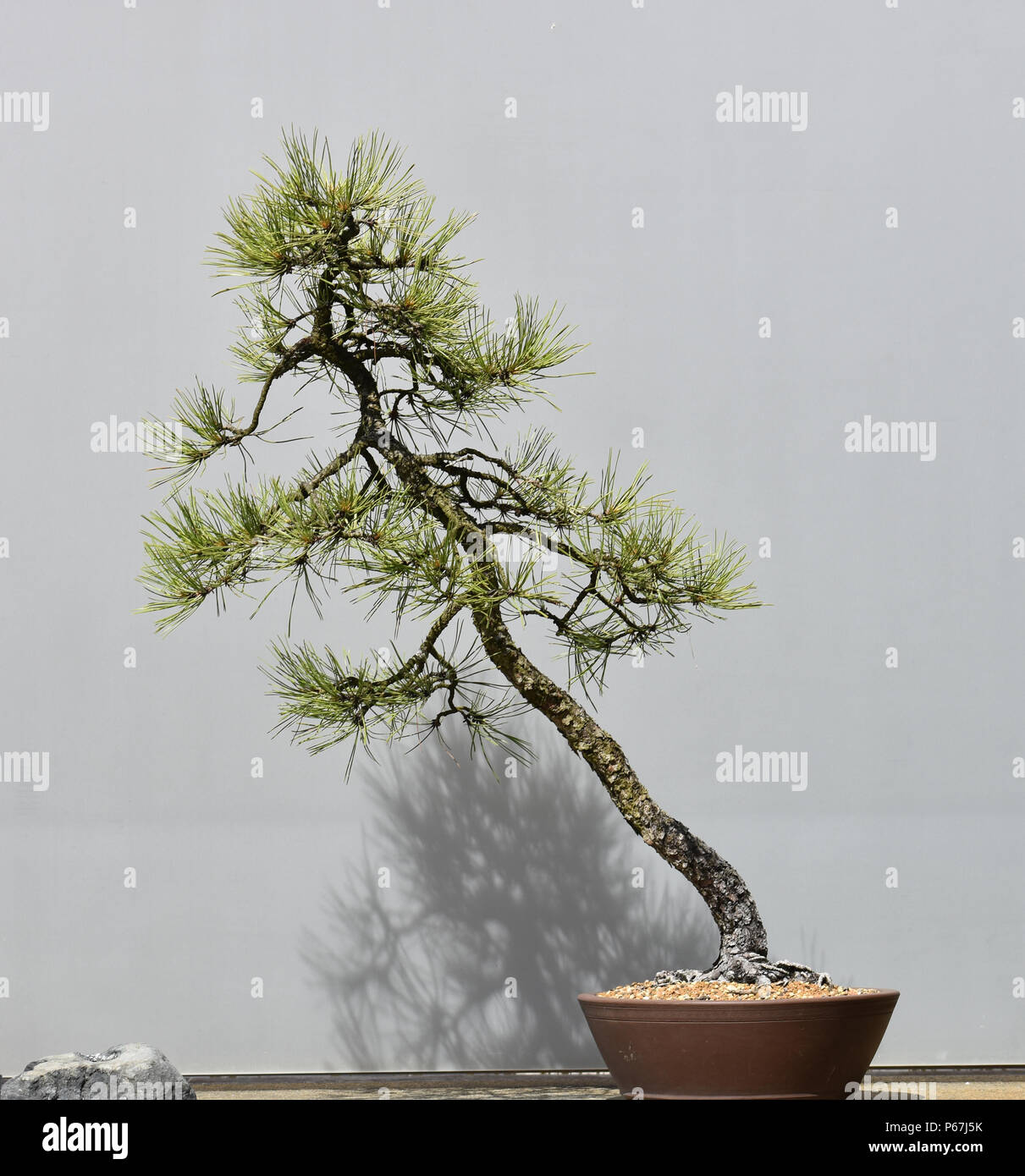 Giapponese vecchio albero di Bonsai Foto Stock