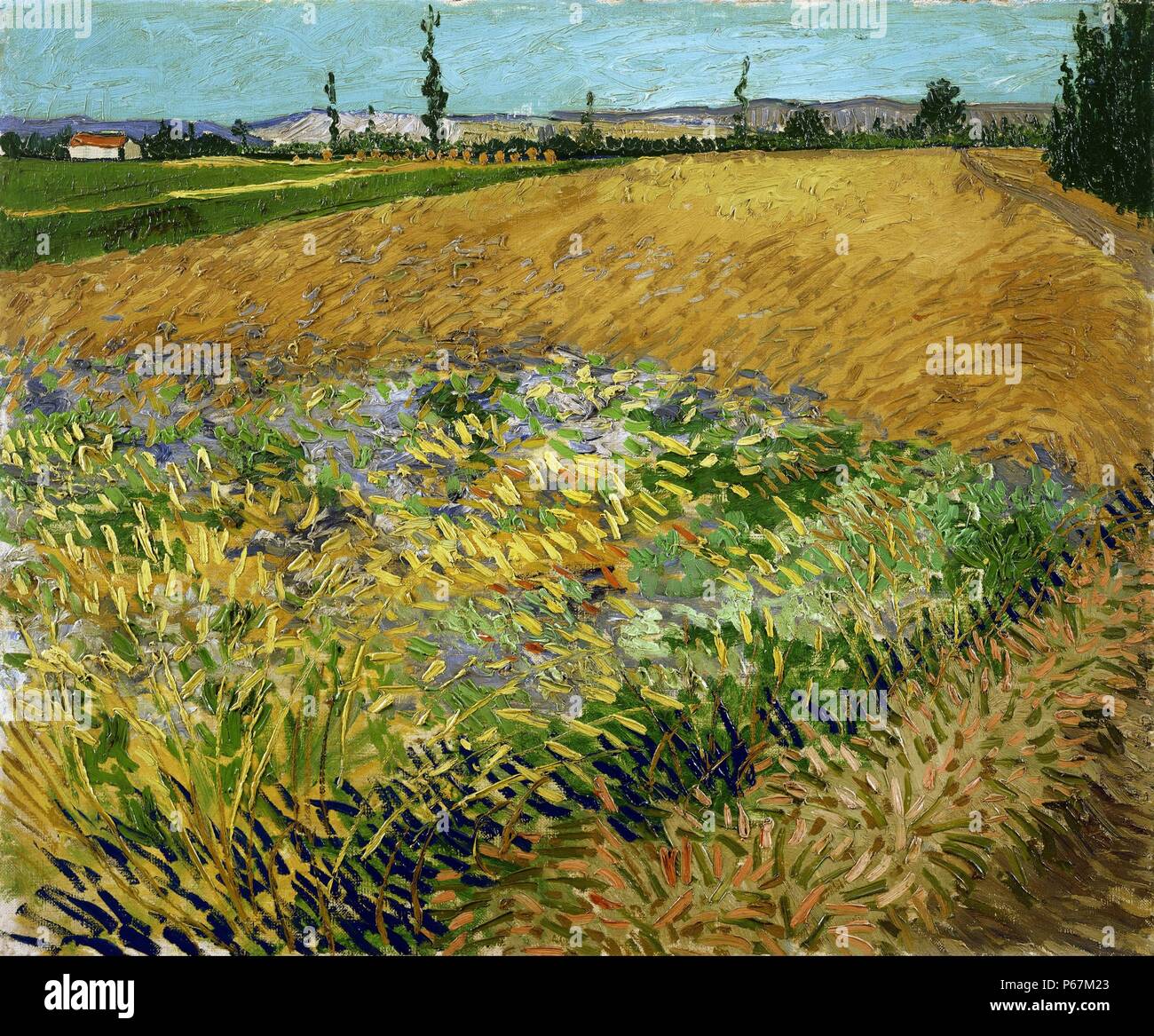 Pittura intitolata 'Campo di grano' di Vincent van Gogh (1853-1890) post-pittore impressionista di origine olandese. Datata 1880 Foto Stock