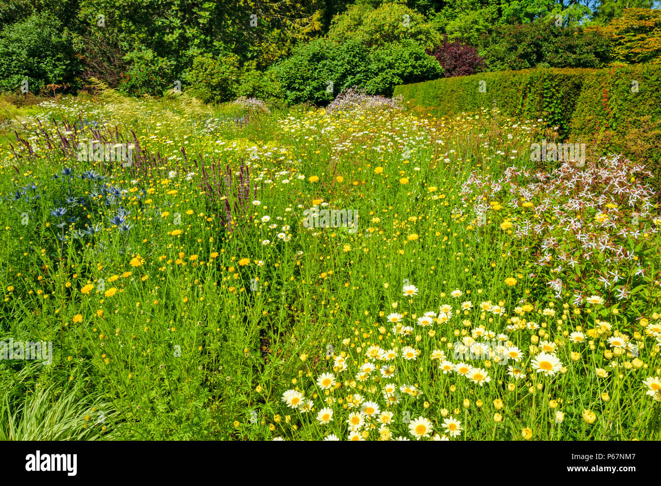CAWDOR CASTLE Nairn Scozia spettacolo inizio estate fiori nei giardini del castello Foto Stock