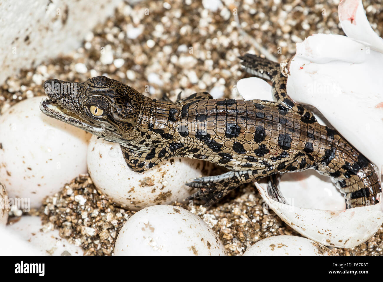 Baby coccodrillo del Nilo - Crocodylus niloticus - molto stanco hatchling appena emerse dalla shell. Foto Stock
