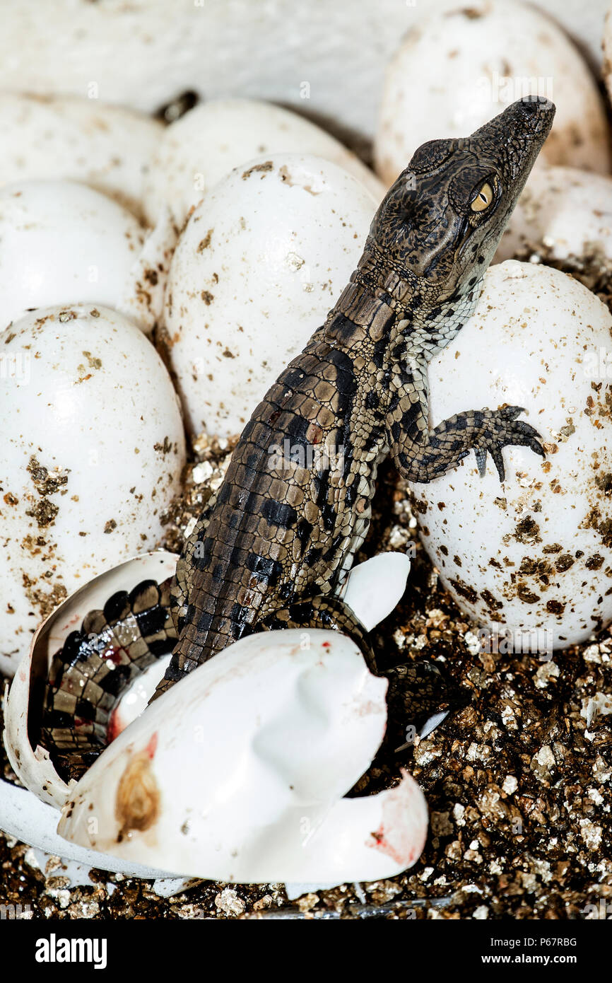 Baby coccodrillo del Nilo - Crocodylus niloticus - molto stanco hatchling appena emerse dalla shell. Foto Stock
