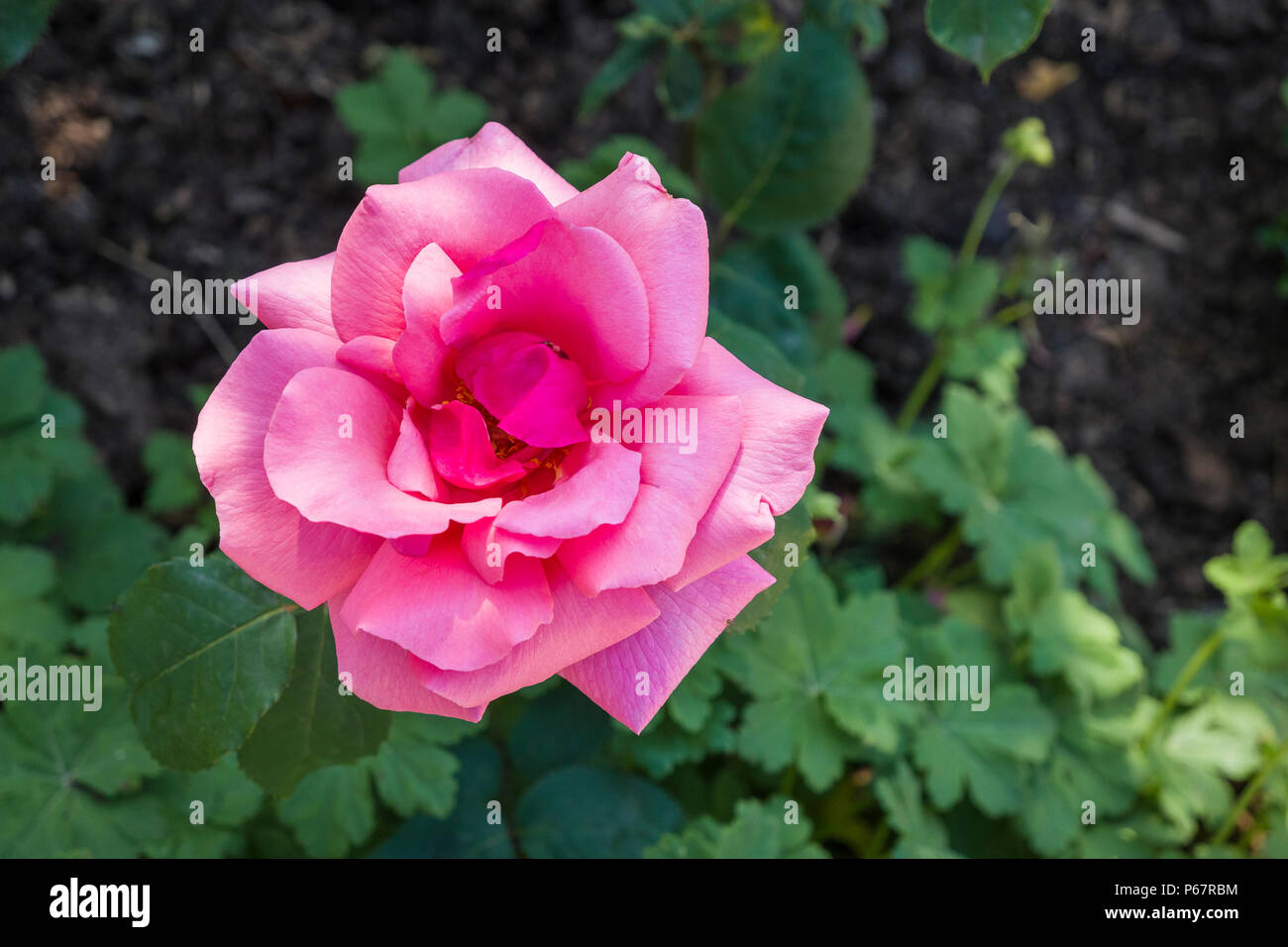 Sem-doppio Rosa Betty Uprichard in fiore in giugno in un giardino inglese Foto Stock