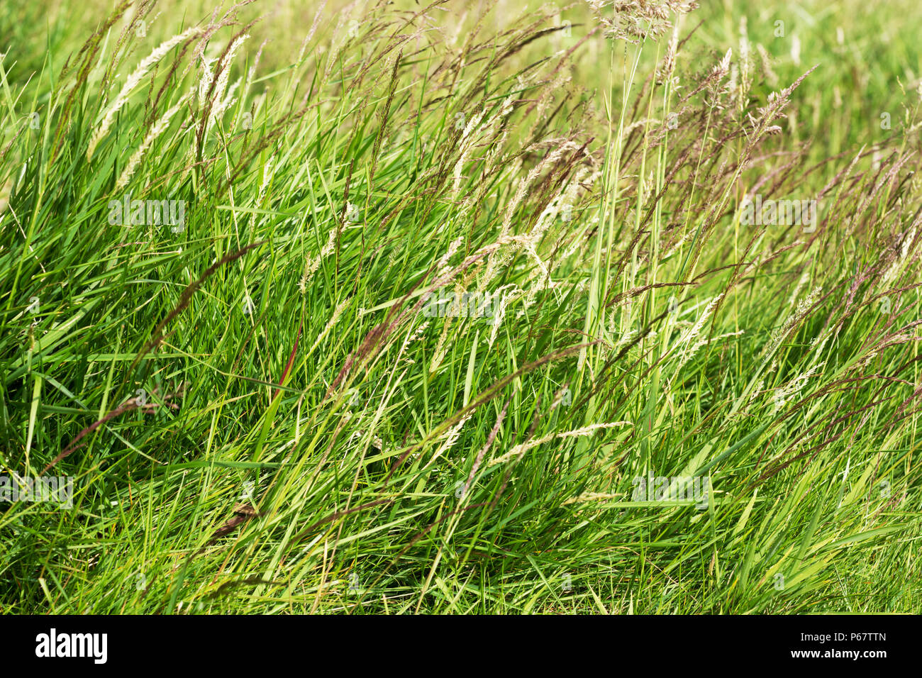 Una chiusura di tall erba verde. Sfondo Foto Stock