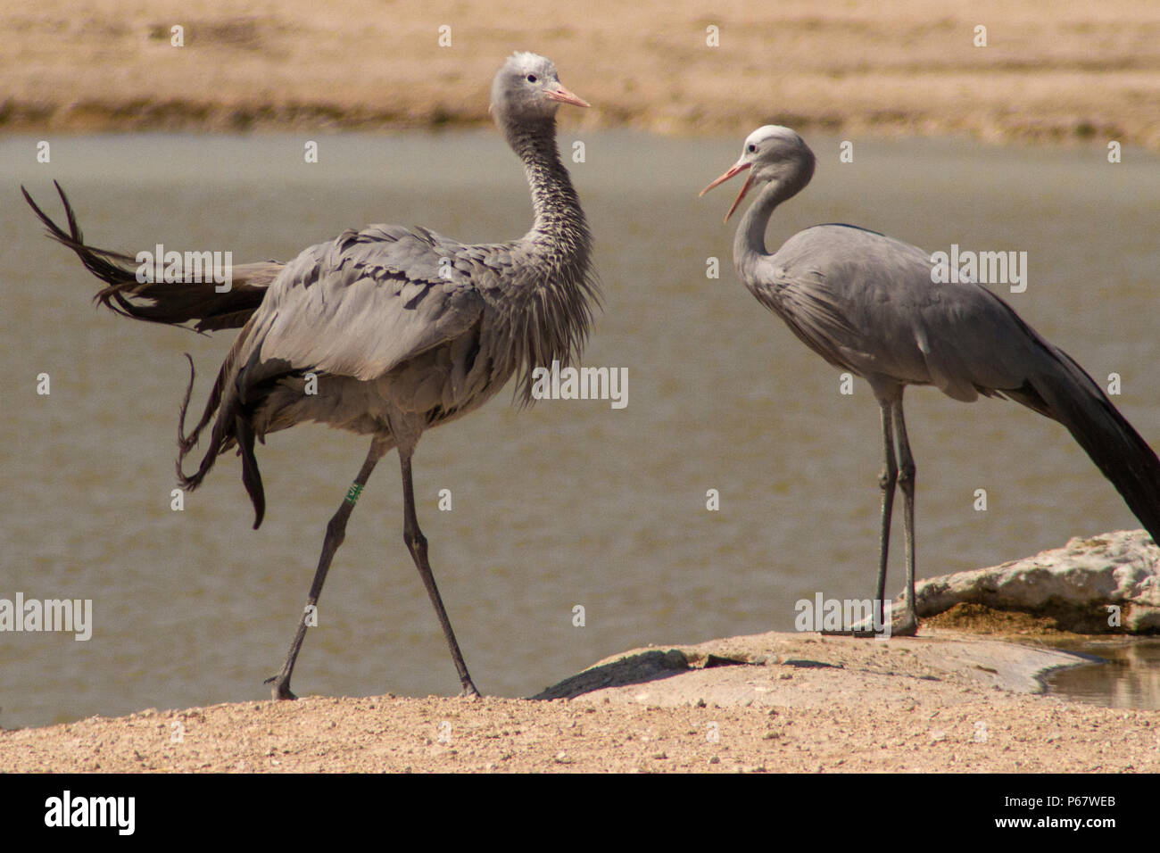 Due minacciate gru blu - Anthropoides Paradiseus - visualizzazione da waterhole nel Parco Nazionale di Etosha. Foto Stock