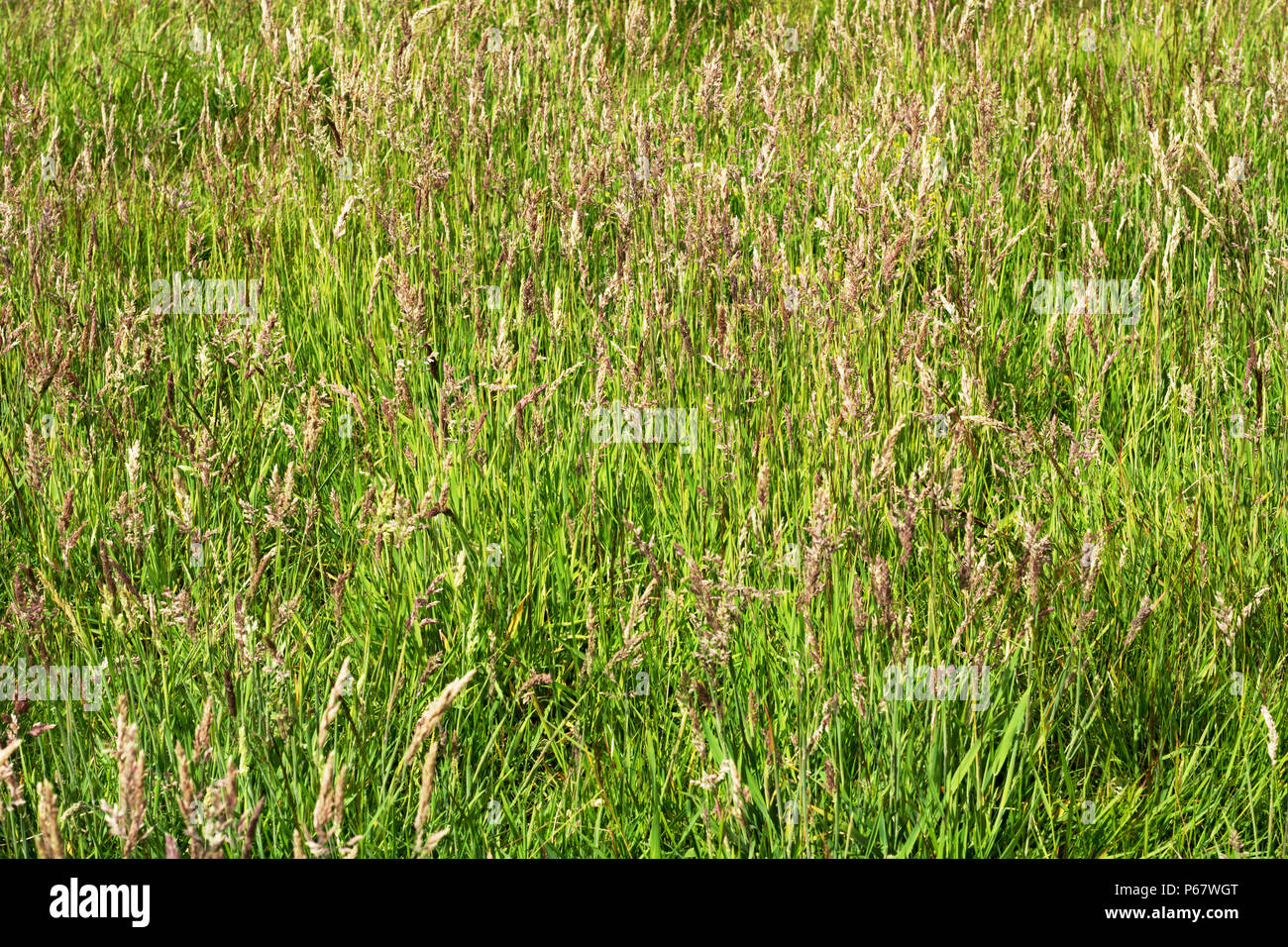 Sfondo di tall erba verde. Messa a fuoco selettiva Foto Stock