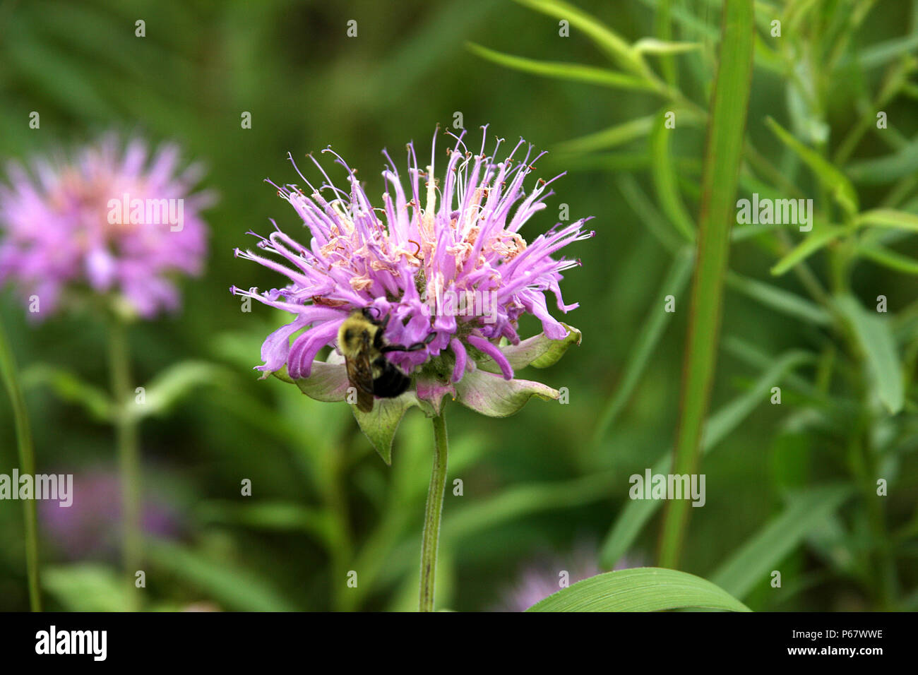 Fiore Beebalm impollinate a bumblebee Foto Stock