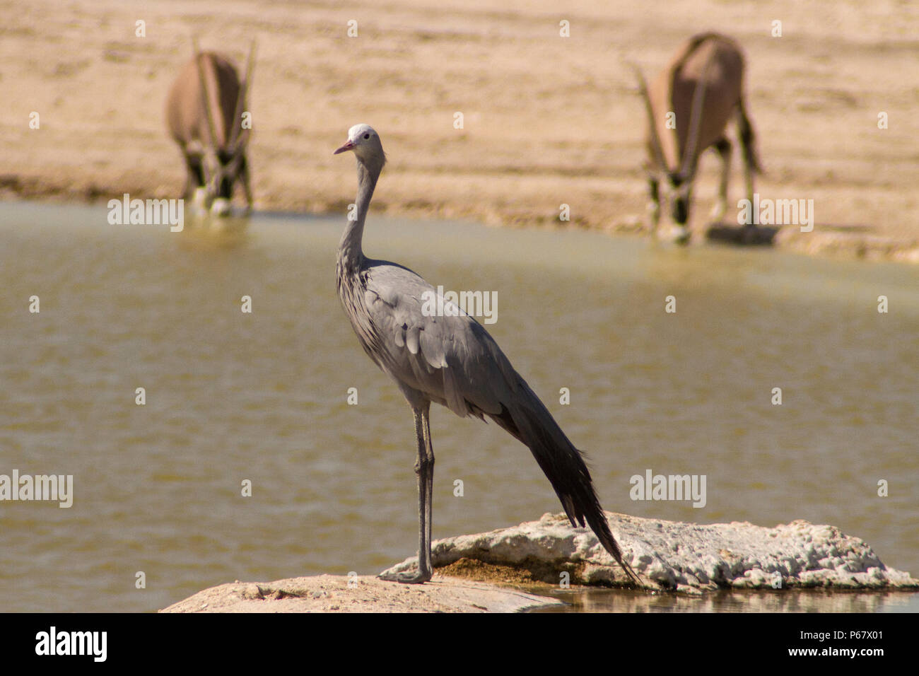 In via di estinzione Blue Crane - Anthropoides Paradiseus - da waterhole nel Parco Nazionale di Etosha. Foto Stock