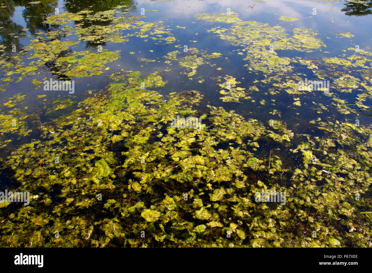Fioritura algale alghe verdi in un lago di acqua dolce Foto Stock