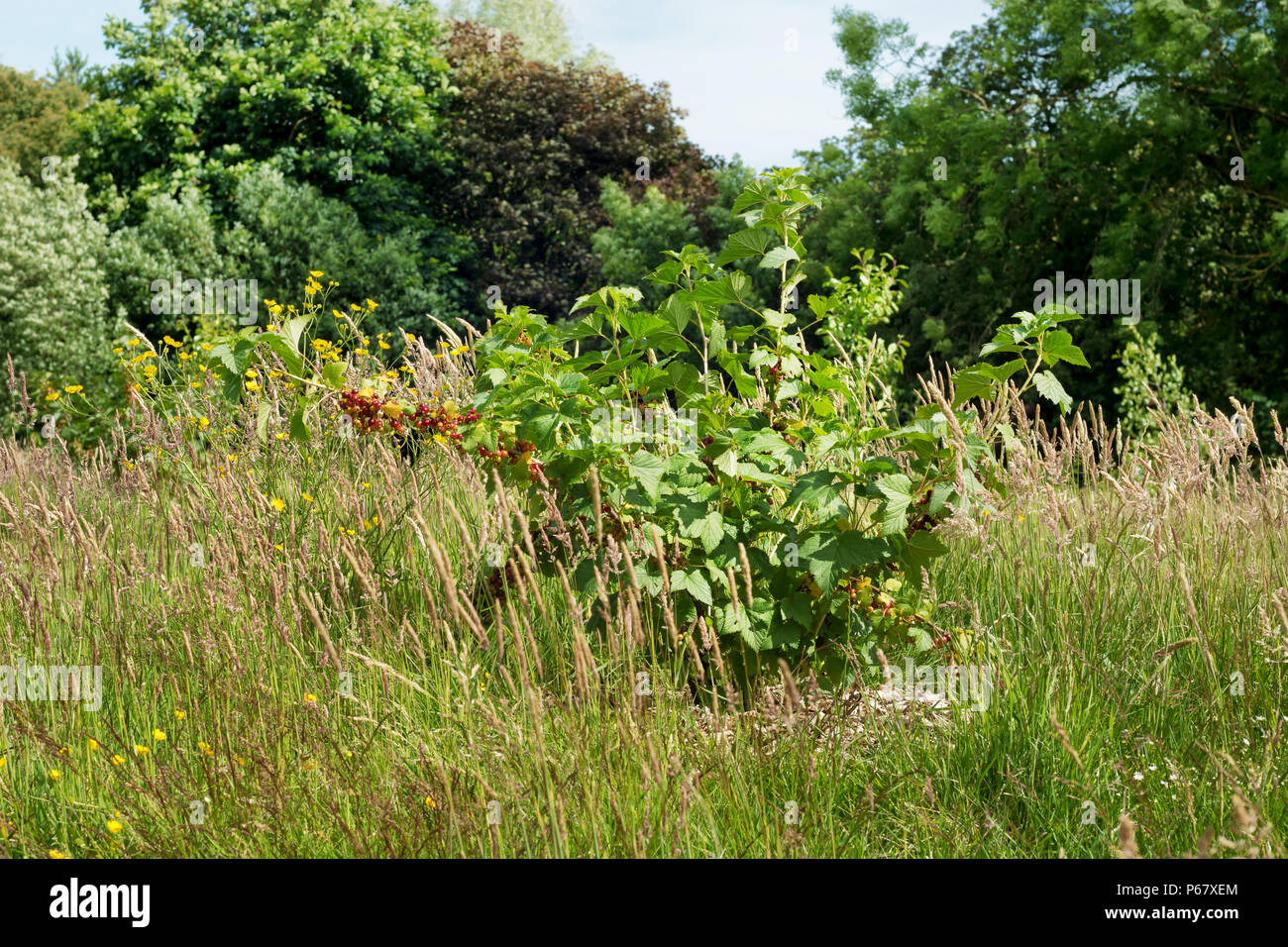 Unico ribes rosso bush con bacche di maturazione Foto Stock