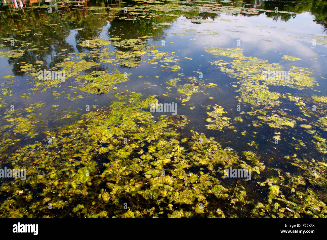 Fioritura algale alghe verdi in un lago di acqua dolce Foto Stock