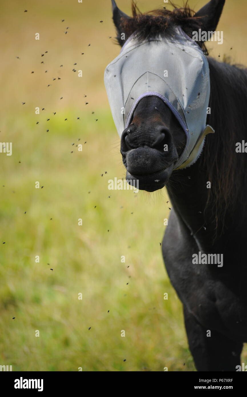 Cavalli essere disturbato da mosche estate Foto Stock