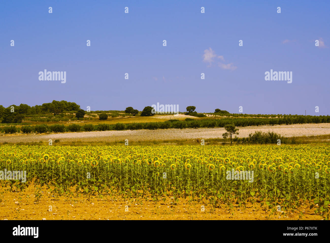 Vista panoramica di un campo di semi di girasole in una giornata di sole pieno nel mese di luglio in un villaggio di Valencia. Foto Stock