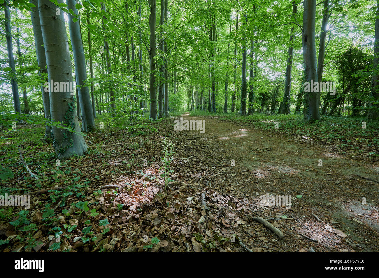 Un bosco con un percorso attraverso gli alberi in primavera nei pressi della Lamborne Downs, North Wessex Downs, England, Regno Unito Foto Stock