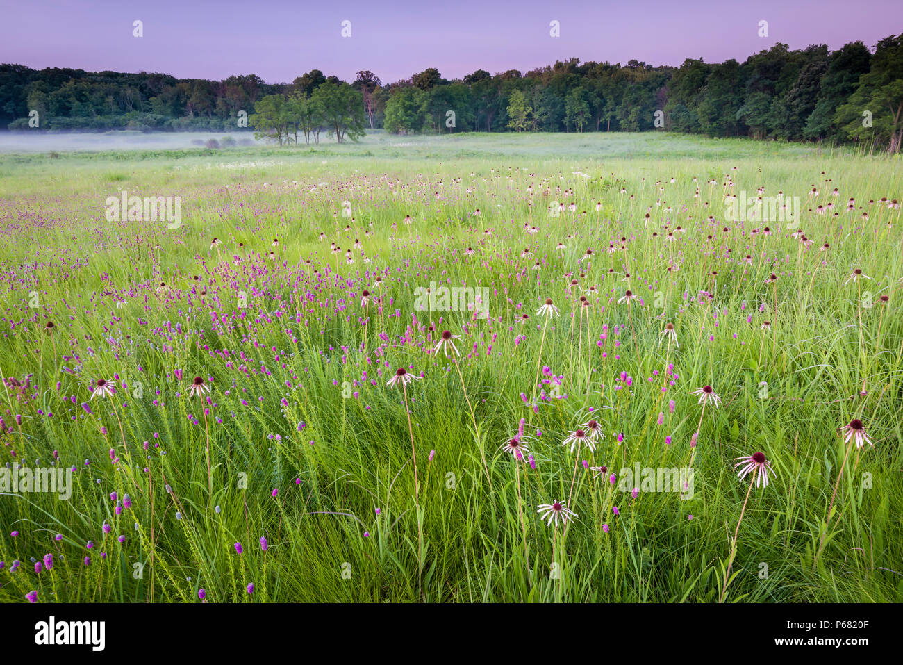 Il nativo di erbe di Churchill Prairie Nature Preserve sono punteggiati da coneflower e viola prairie clover appena prima del sorgere del sole. DuPage County, il Foto Stock