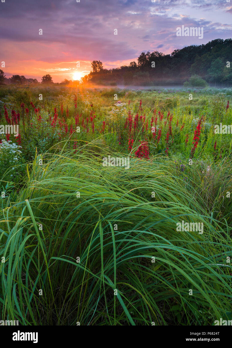 Tramonto su una prateria del Midwest dove il colore rosso brillante steli del fiore cardinale spingere il loro modo attraverso la fitta prateria di graminacee in tarda estate. Foto Stock