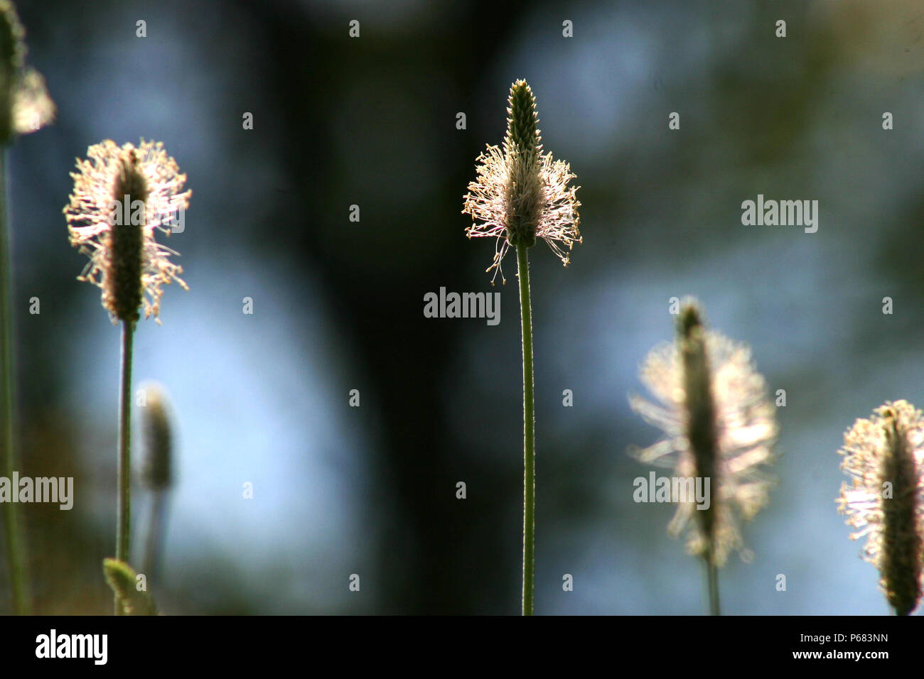 Close up Buckhorn (Planzago Lanceolate) Foto Stock