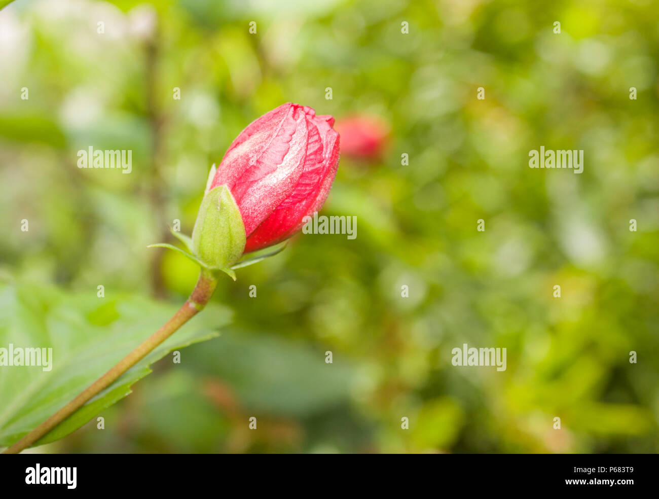 Red China Rose a fiore giardino | rosso fiori di ibisco Foto Stock