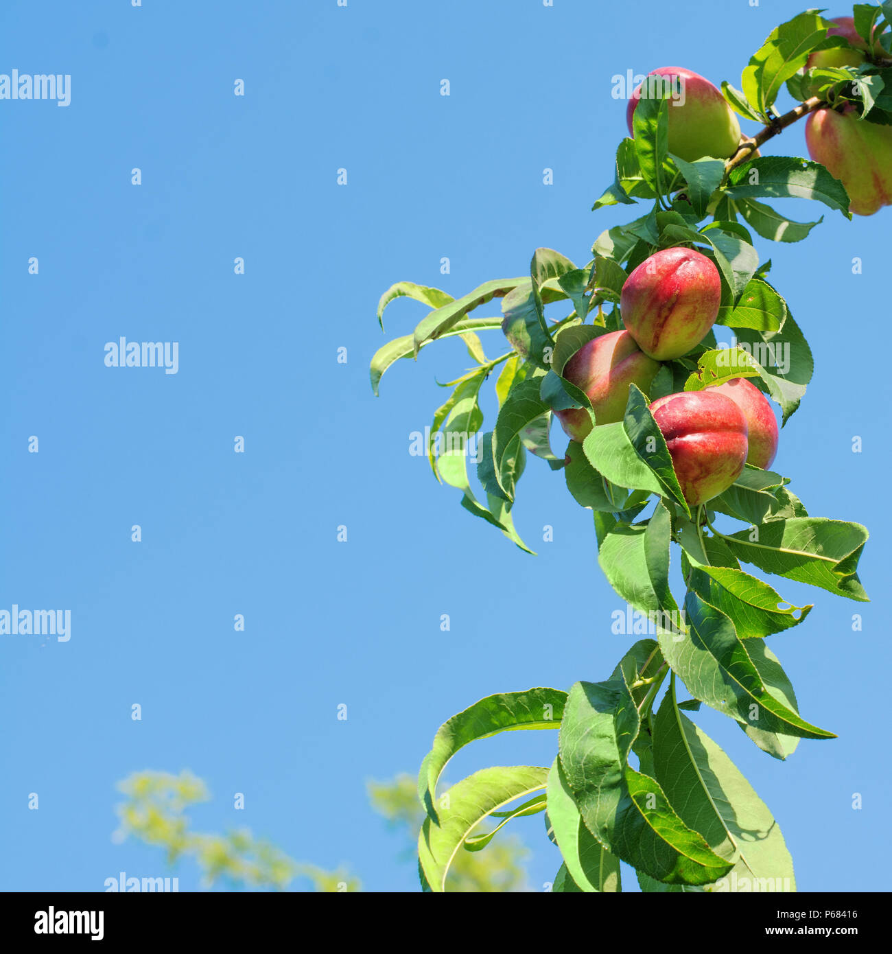 Il ramo di un albero di pesche noci pieno di frutti maturi, contro un luminoso cielo blu. Foto Stock