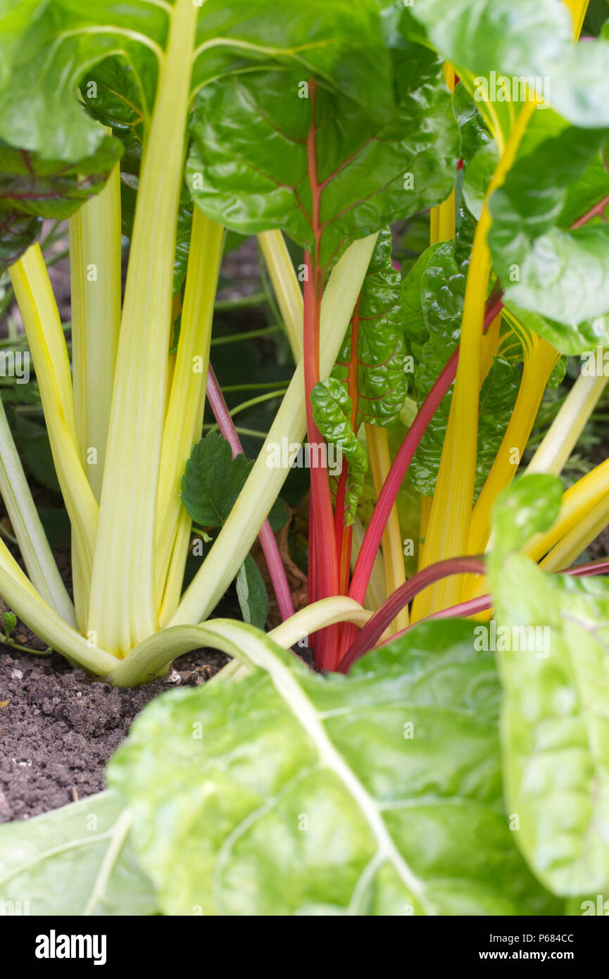 Beta vulgaris subsp. vulgaris. Le bietole che cresce in giardino. Foto Stock