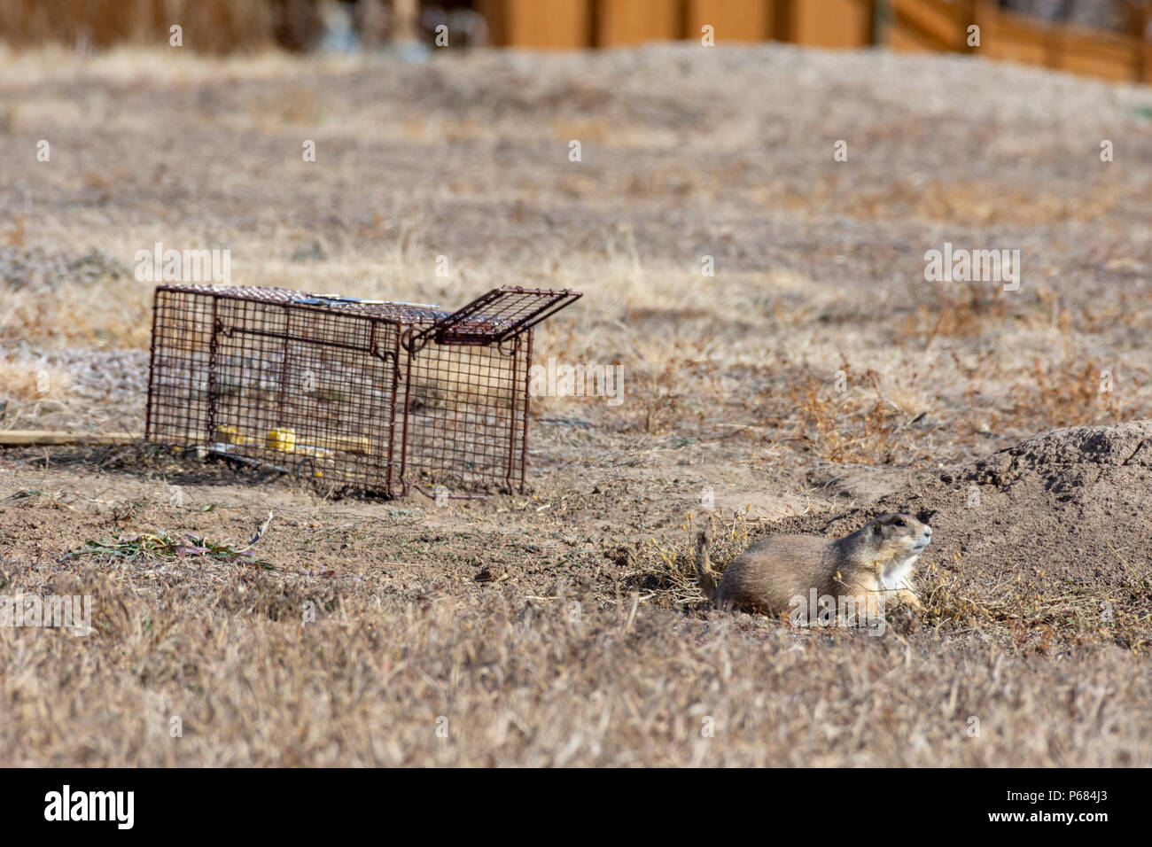 Nero-tailed Prairie Dog (Cynomys ludovicianus) in area urbana con live trap in background. Castle Rock Colorado US. Foto Stock