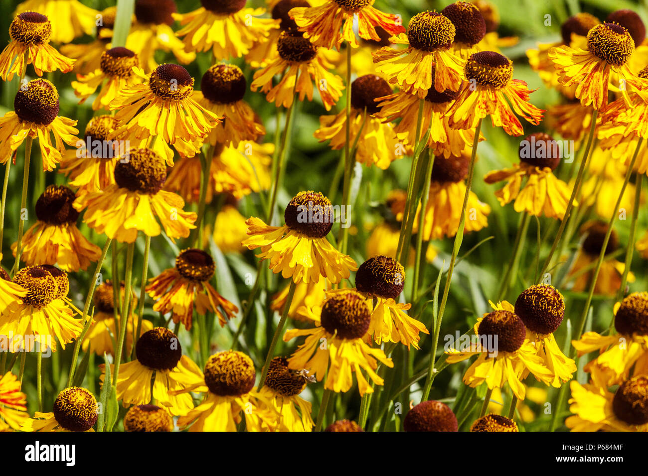 Helenium "fata morgana". Fiore Sneezeweed Foto stock - Alamy