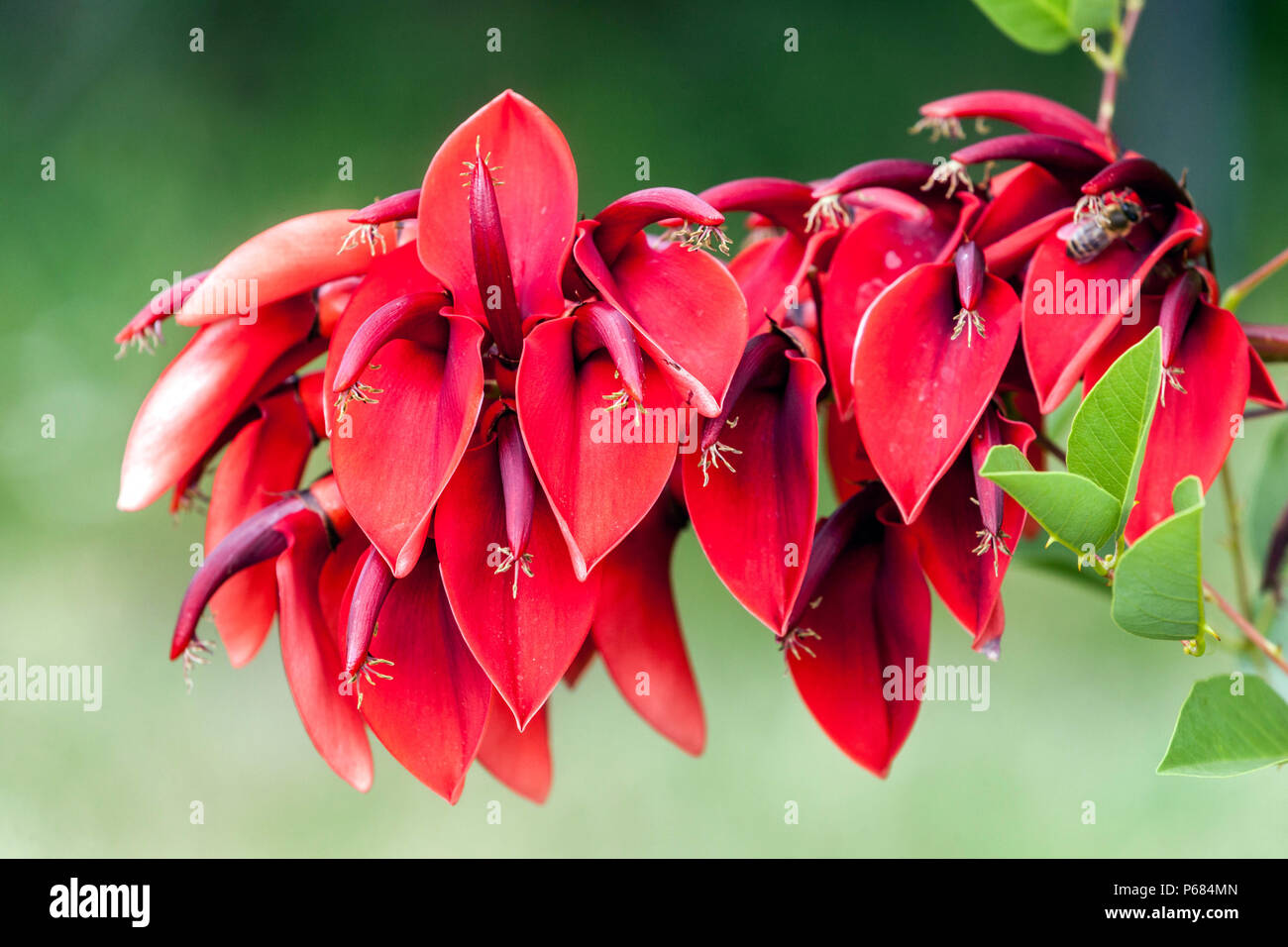 Cockspur albero di corallo, bambino piangente, Erythrina crista-gallii, albero fiore rosso Foto Stock