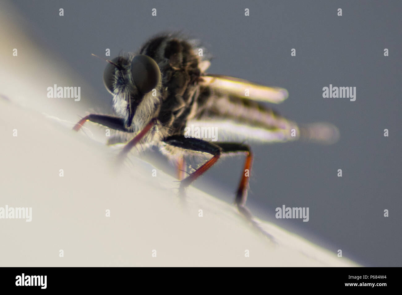 Robber Fly Closeup sul primo piano bianco Foto Stock
