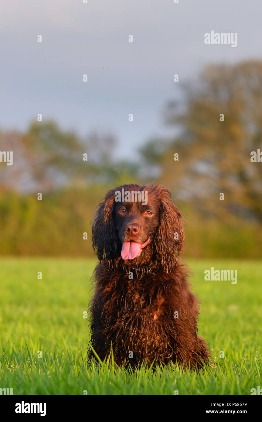 Lavorando cocker spaniel in un campo Foto Stock