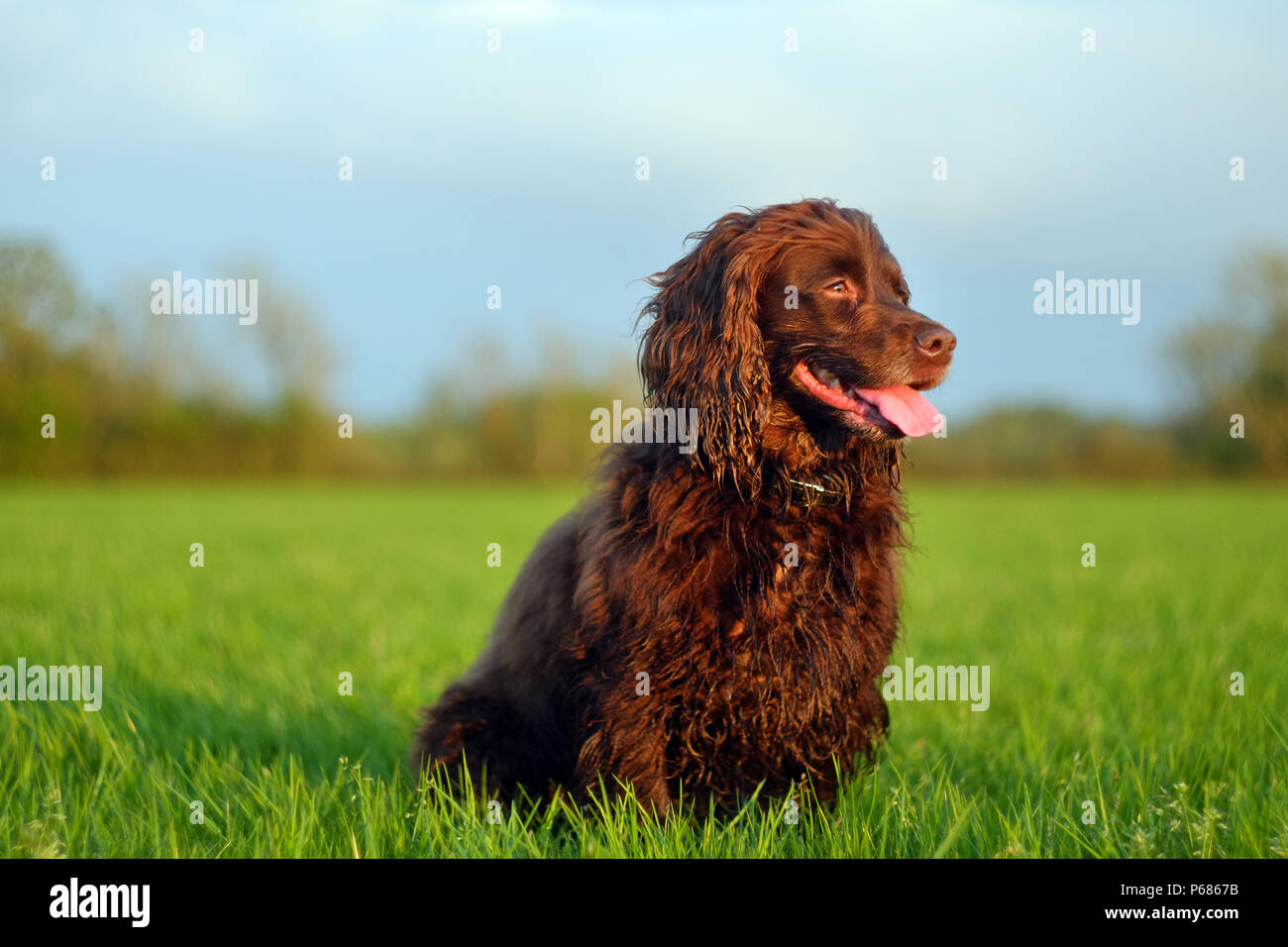 Lavorando cocker spaniel in un campo Foto Stock