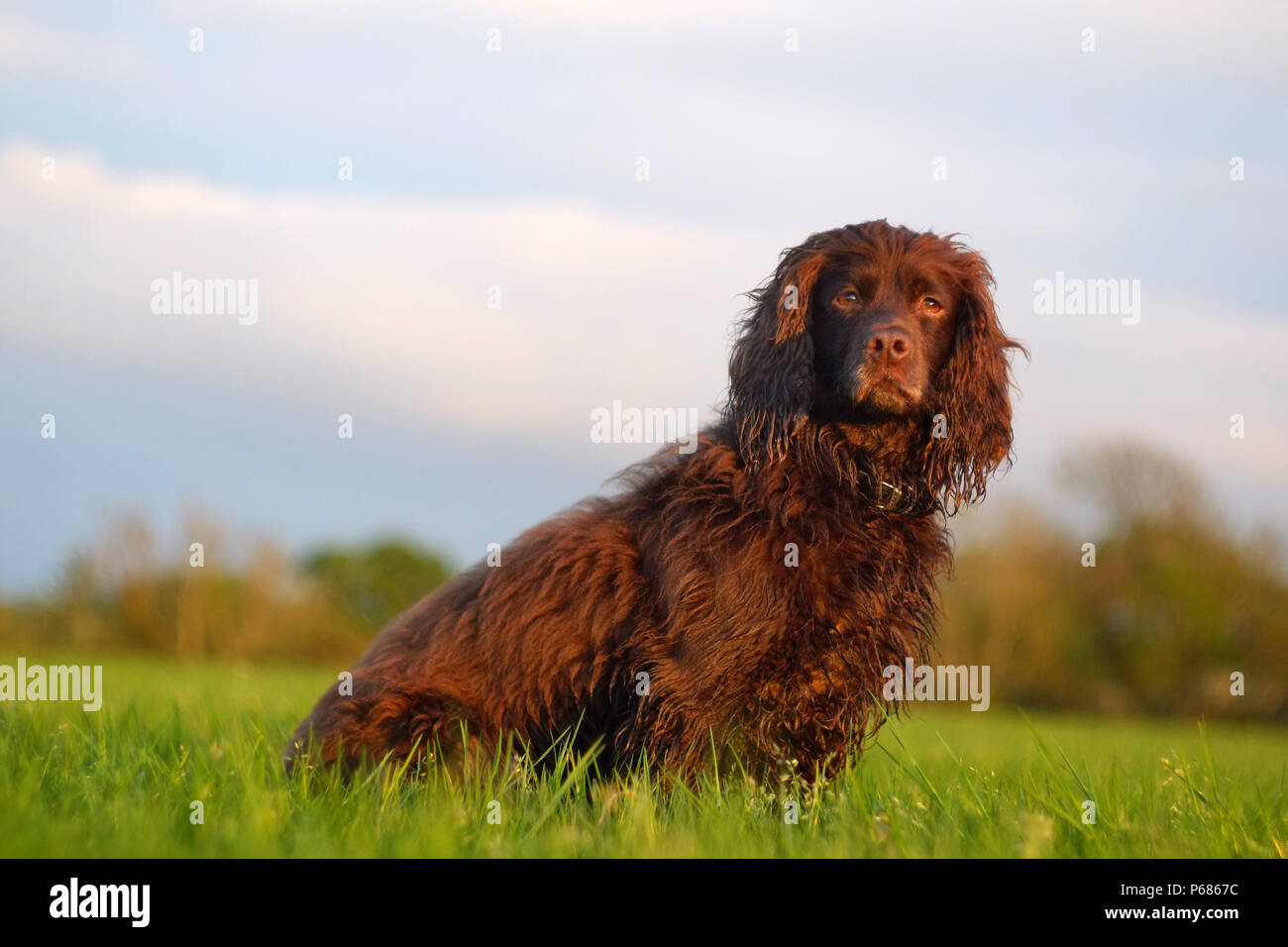 Lavorando cocker spaniel in un campo Foto Stock