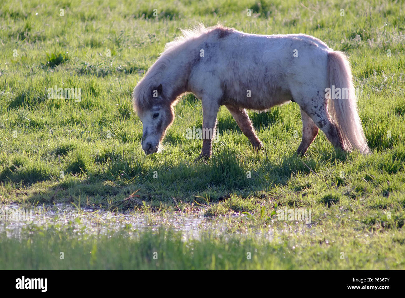 White pony Shetland Foto Stock